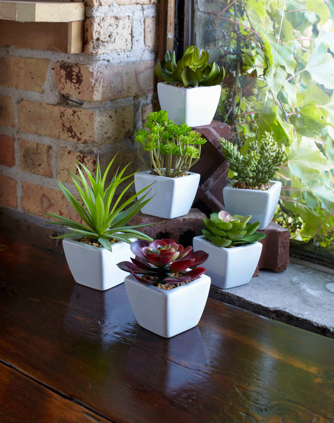 Assorted-Succulent-in-Traditional-White-Pot-(Set-of-6)-Decorative-Flora