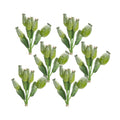 Green-Poppy-Pod-Foliage-Bundle-(Set-of-6)-Decorative-Flora