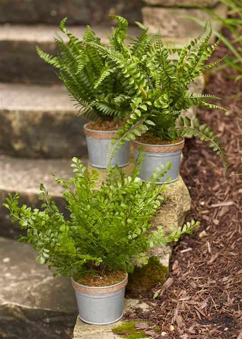 Assorted-Fern-Plant-in-Tin-Pot-with-Jute-Accent-(Set-of-3)-Decorative-Flora